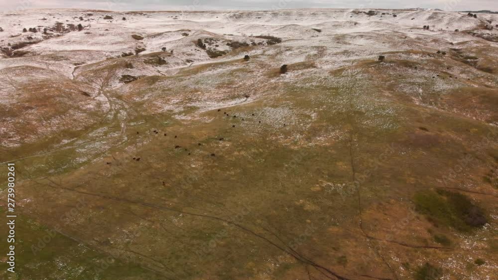 Herd of Buffalo Grazing in the Wilderness Aerial Herd of Buffalo Grazing in the Wilderness Aerial