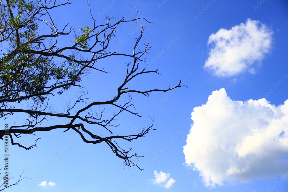 Dried branches and trunk of trees with blue sky are verry beautiful natural background. Dried branches and trunk of trees with blue sky are verry beautiful natural background.