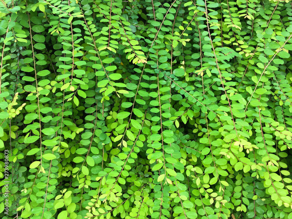 Fototapeta premium Background of green leaves.
