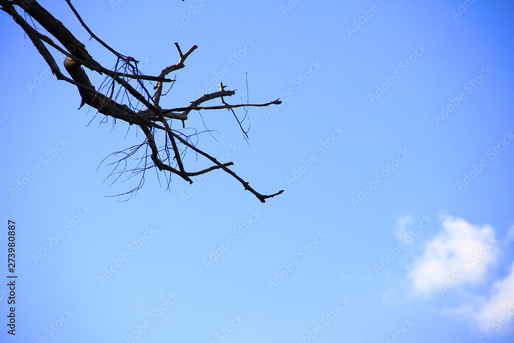 Dried branches and trunk of trees with blue sky are verry beautiful natural background. Dried branches and trunk of trees with blue sky are verry beautiful natural background.
