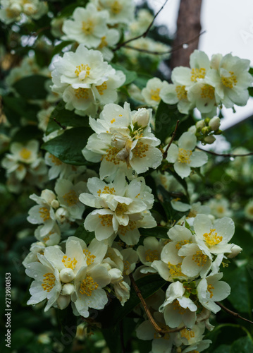 Jasmine bush sprinkled with white flowers in the garden after the rain.