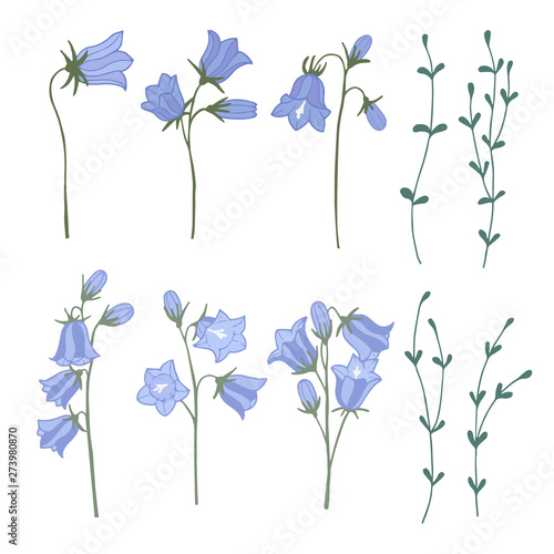 Set of campanula isolated elements. Color hand drawn vector illustration.