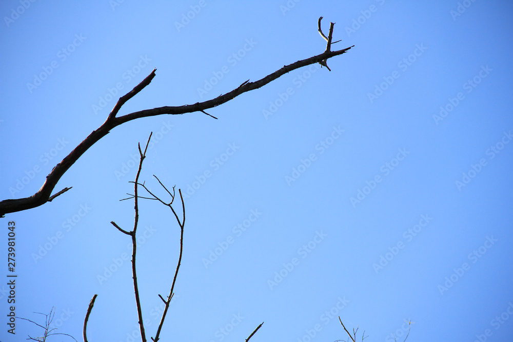 Dried branches and trunk of trees with blue sky are verry beautiful natural background. Dried branches and trunk of trees with blue sky are verry beautiful natural background.