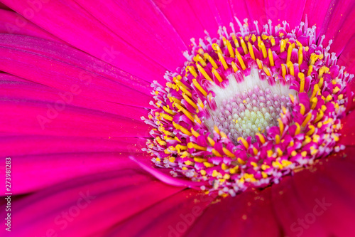 Gerbera red flower head, genus of plants in the Asteraceae of the daisy family native to tropical regions of South America, Africa and Asia, macro with shallow depth of field  © Barry Barnes
