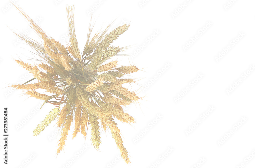 Obraz premium Blurred background image. Ears of wheat and rye, bouquet isolated on white background. The concept of a rich harvest or packaging design.