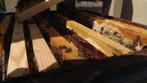 Close up view of the opened hive body showing the frames populated by honey bees. Beekeeper working collect honey. Beekeeping concept. photo