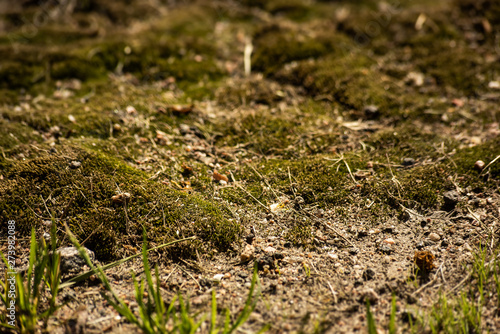 Wild moss surface is close © savelov
