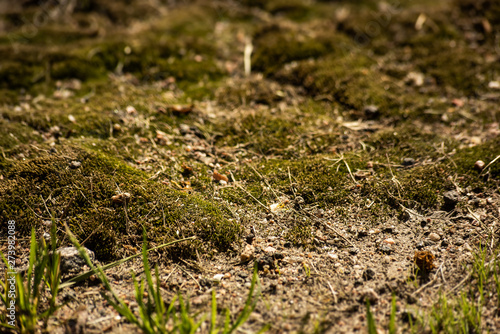 Wild moss surface is close