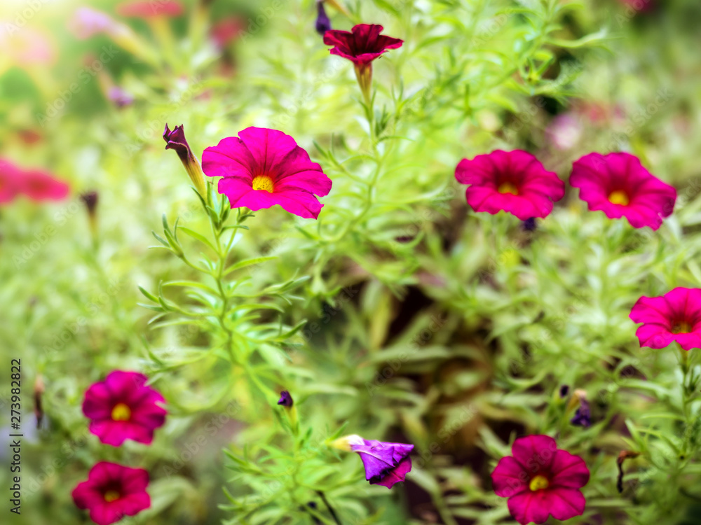 Cosmos, beautiful flower fields 002 Cosmos, beautiful flower fields 002