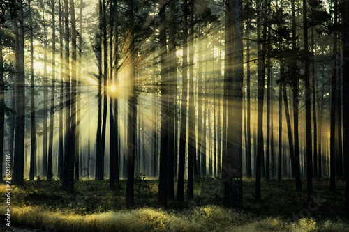 Fototapeta Naklejka Na Ścianę i Meble -  Forest lit by the sun