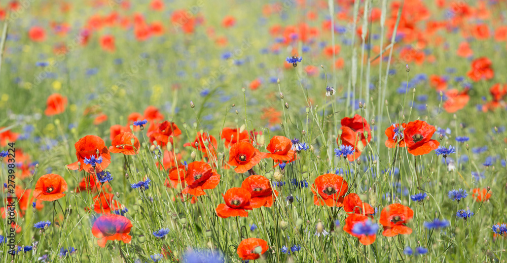 Fototapeta premium A large field of nice, fresh, magnificent poppies