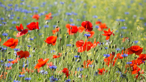 A wonderful field of poppies 11 © Pawel Horazy