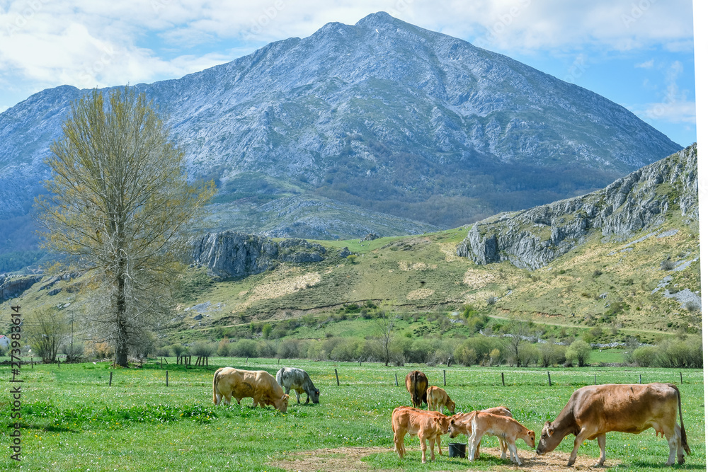 Outdoors cattle raising in mountain landscape Outdoors cattle raising in mountain landscape