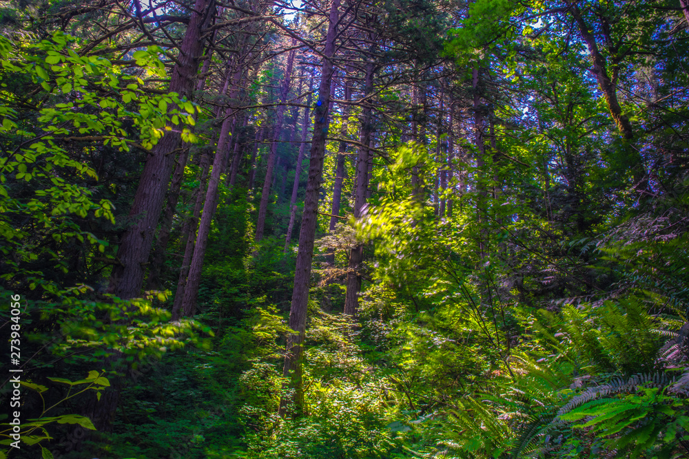 Obraz premium Beautiful Morning Hike to Latourell Falls on Columbia Gorge in Portland, Oregon