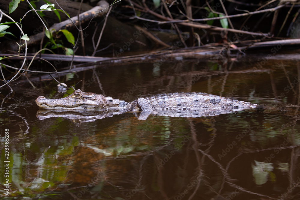 Alligator in Tortuguero National Park of Costa Rica Alligator in Tortuguero National Park of Costa Rica