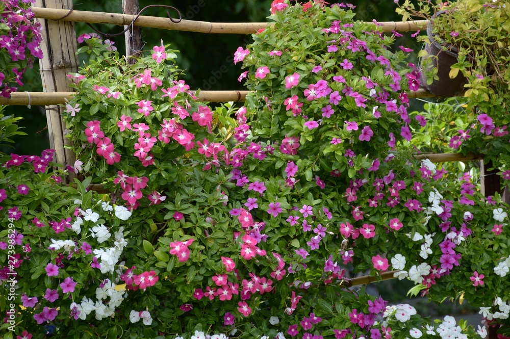 catharanthus roseus flower in nature garden catharanthus roseus flower in nature garden