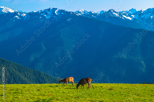 Beautiful Clear Skies Over the Mountain in Olympic National Park, Washington