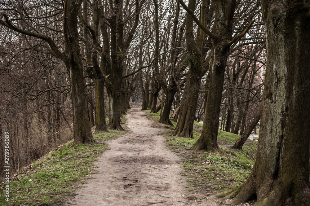 The trodden path in a mysterious mystical place and the tall old trees The trodden path in a mysterious mystical place and the tall old trees