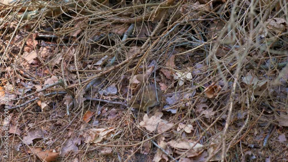 a Common vole field mouse walking in the brown branches in the forest 4K a Common vole field mouse walking in the brown branches in the forest 4K