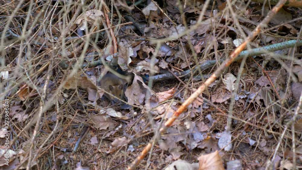 a Common vole field mouse in the forest running away when spotted 4K a Common vole field mouse in the forest running away when spotted 4K