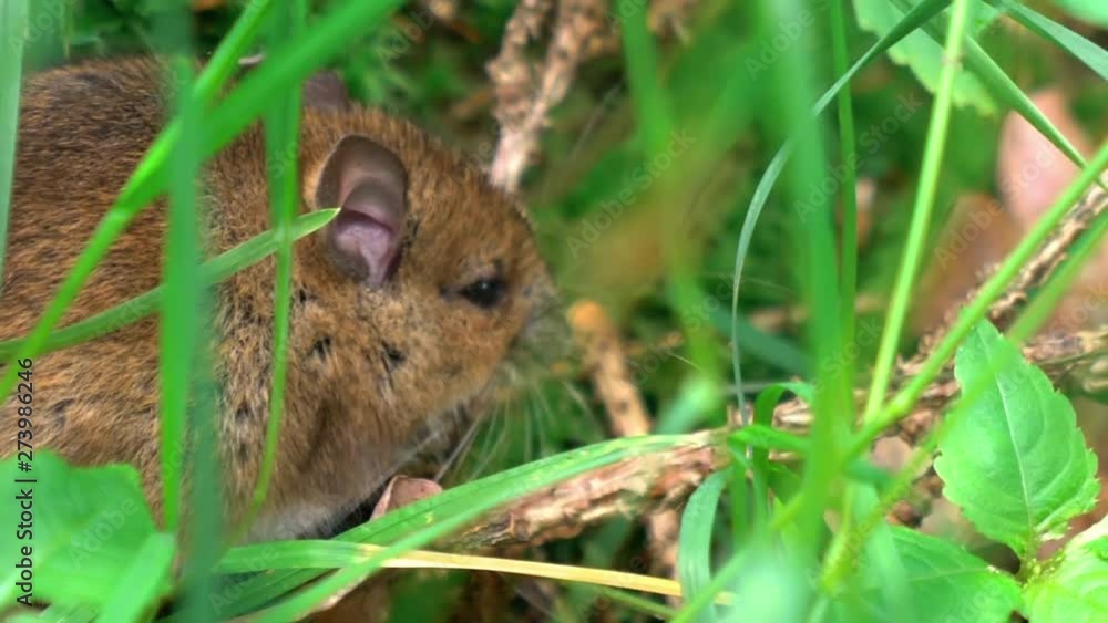 Common vole field mouse behind tall grass CLOSE UP Common vole field mouse behind tall grass CLOSE UP