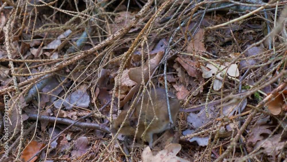 a tiny Common vole field mouse in the forest walking through branches CROPPED a tiny Common vole field mouse in the forest walking through branches CROPPED