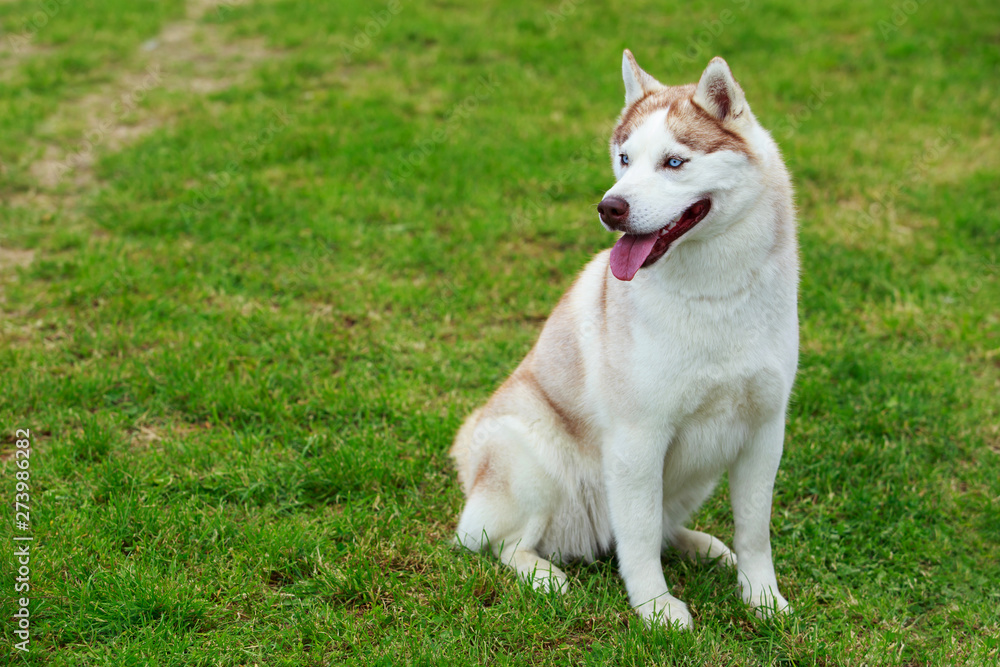 Dog breed Siberian husky