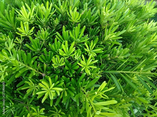 large shrub Pittosporum tobira  green leaves close up view