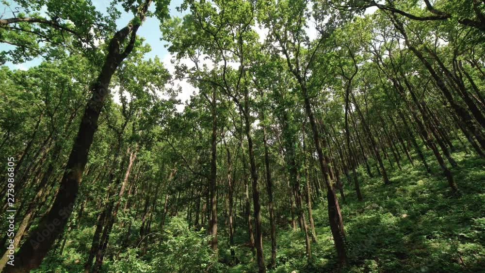 Sal Forest in Himalayas Beautiful view of Sal forest in Himalayas, upper Himalayas, Uttarakhand , India. Sal Forest in Himalayas Beautiful view of Sal forest in Himalayas, upper Himalayas, Uttarakhand , India.