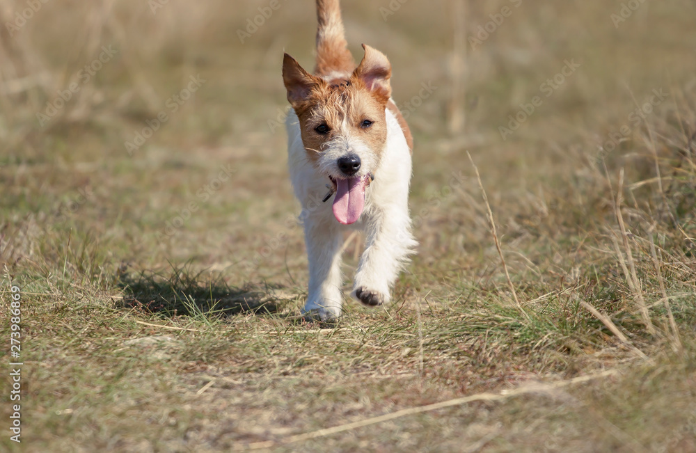Playing cute jack russell pet dog puppy running in the grass