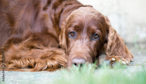 Thinking irish setter dog resting on the ground, web banner idea