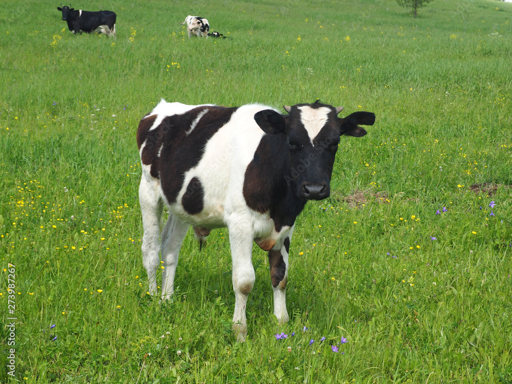 Calf on the field Calf on the field