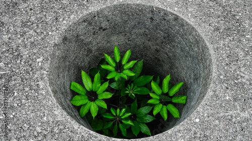 Fotografie Green plant surviving and growing in a hole made of concrete – hope and survival concept