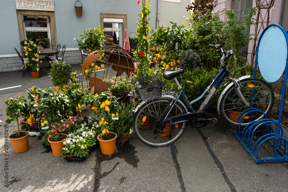 The decorative lemon trees near the entrance of the shop with bycircle of the owner and metal globus as the model ogf the Earth