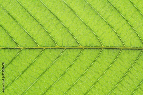 leaf vein abstract natural pattern background. diagonal stem line. green eco environmental and earth conservation concepts.