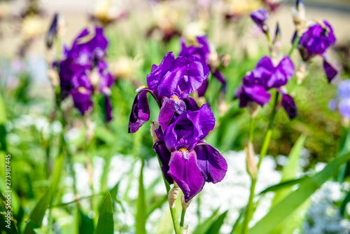 Fototapeta Naklejka Na Ścianę i Meble -  Purple irises bloom in the botanical garden 