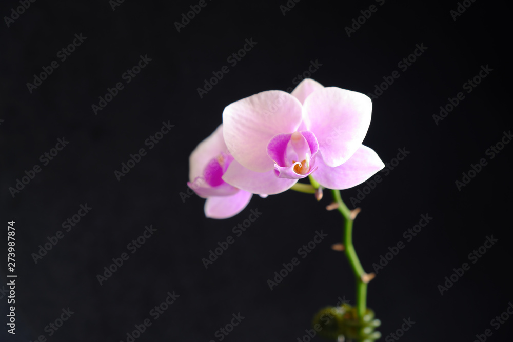 pink orchid flower closeup pink orchid flower closeup