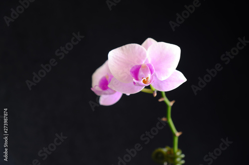 pink orchid flower closeup