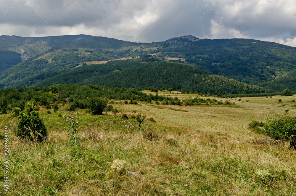 Summer green forest, single trees in the fresh glade with different grass blossom wildflower, Vitosha mountain, Bulgaria Summer green forest, single trees in the fresh glade with different grass blossom wildflower, Vitosha mountain, Bulgaria