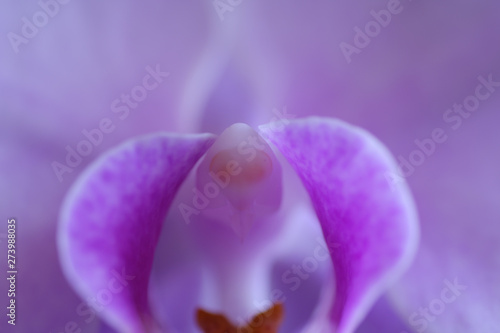 pink orchid flower closeup