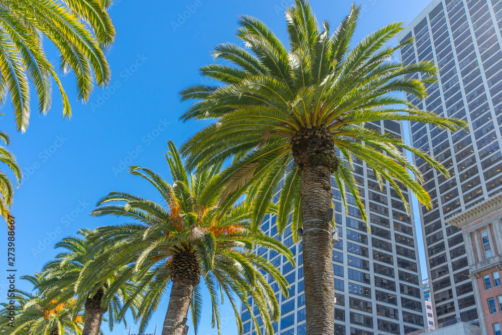 Palm trees and office buildings in San Francisco