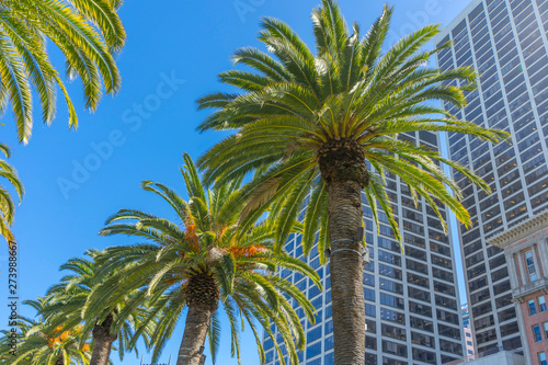 Palm trees and office buildings in San Francisco © bennnn