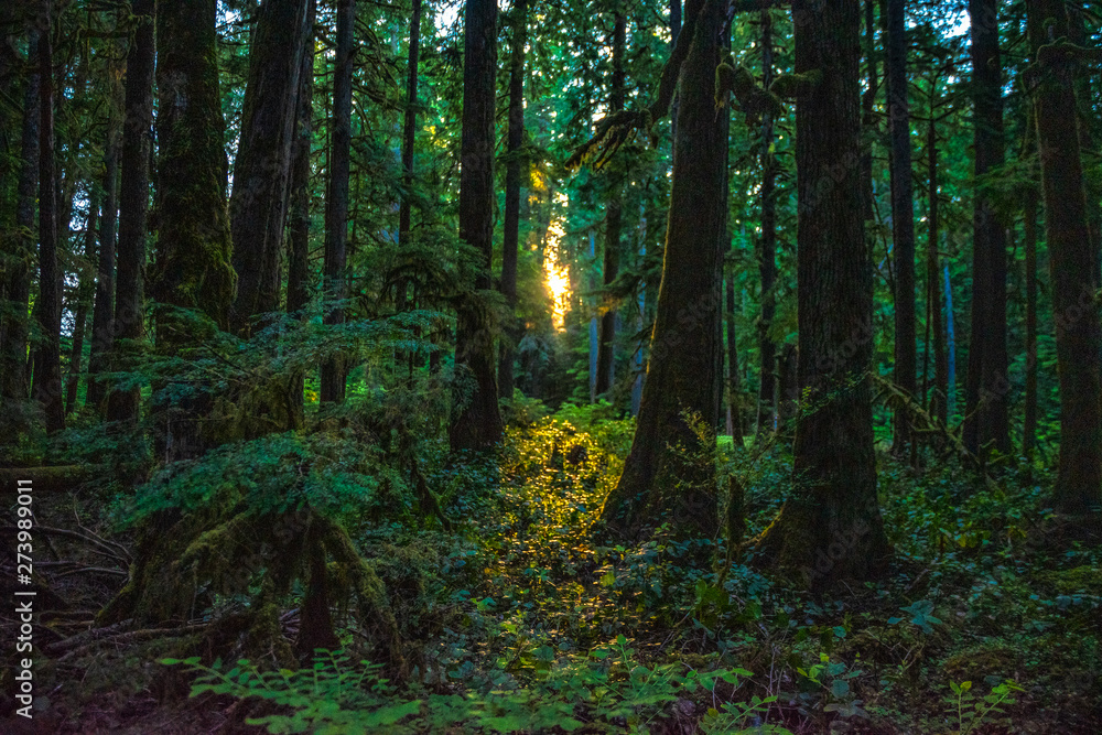 Beautiful Sunset Hike to Marymere Falls in Olympic National Park in Washington