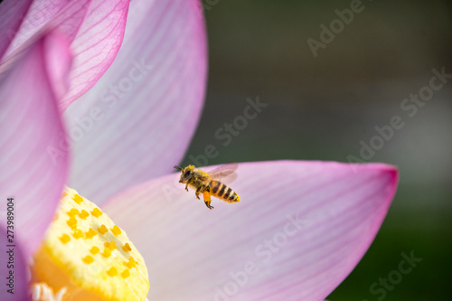 Quadro su tela ハスの花とミツバチ初夏初夏