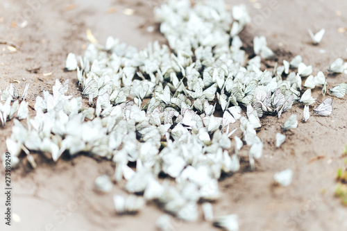 Canvas Print The aporia Crataegi butterfly from the family of pierids