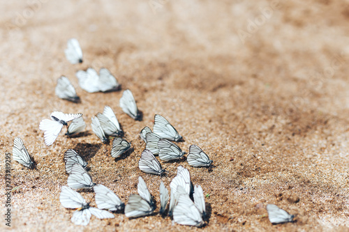 Photography The aporia Crataegi butterfly from the family of pierids