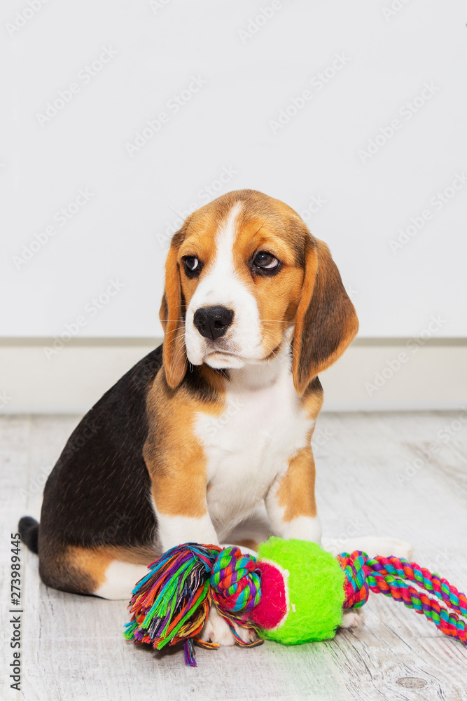 little cute tricolor Beagle puppy, sad look.