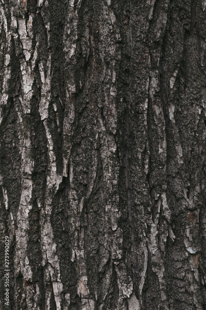 Surface, dark texture of tree bark. Abstract brown pattern of weathered bark, cracked wood. Lumber rough wooden stem. Dirty grunge stump background, grungy. Old wall rugged texture.