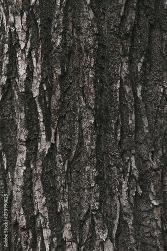 Surface, dark texture of tree bark. Abstract brown pattern of weathered bark, cracked wood. Lumber rough wooden stem. Dirty grunge stump background, grungy. Old wall rugged texture.