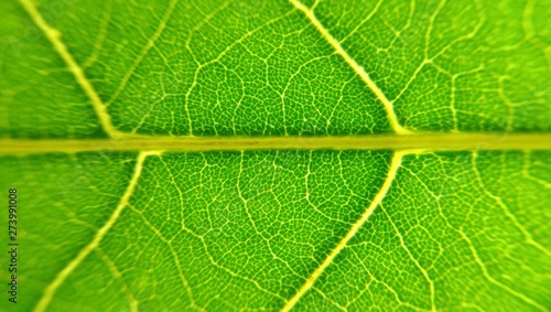 Close up green leaf texture